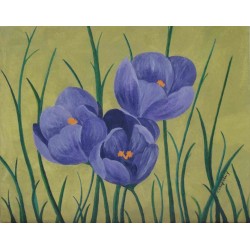 Crocus